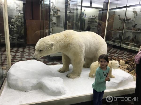 Зоологический музей МГУ им. М. В. Ломоносова (Россия, Москва) фото