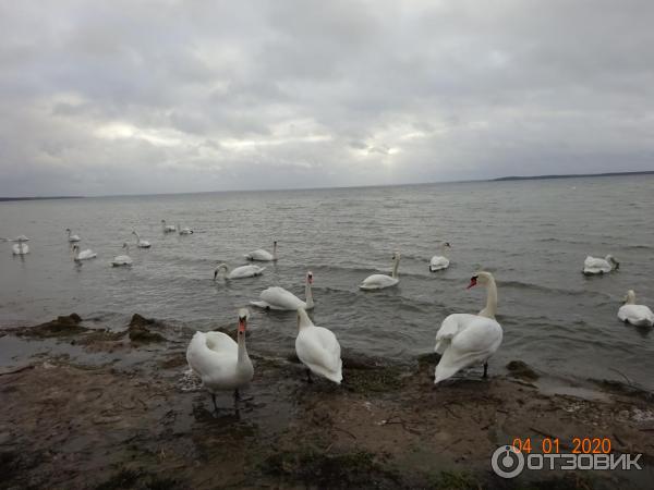 Озеро Нарочь (Беларусь, Минская область) фото