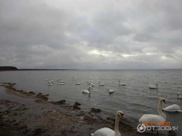 Озеро Нарочь (Беларусь, Минская область) фото