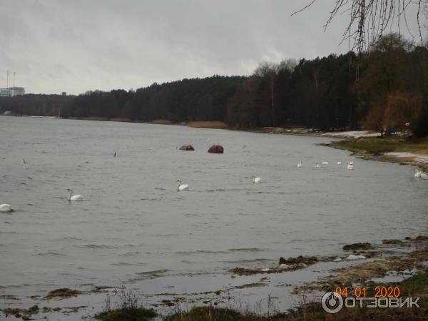 Озеро Нарочь (Беларусь, Минская область) фото