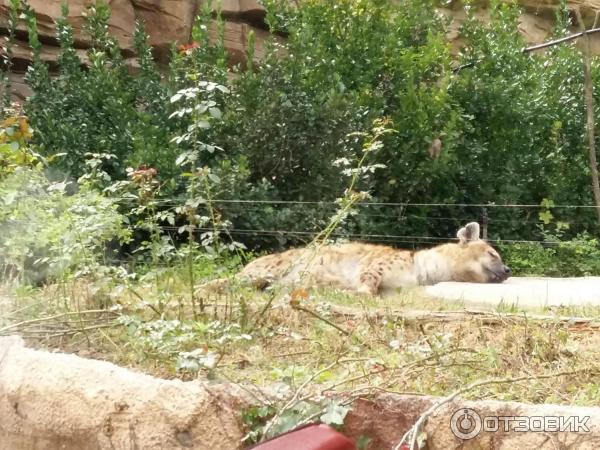 Зоопарк в парке развлечений Everland (Южная Корея, Сеул) фото