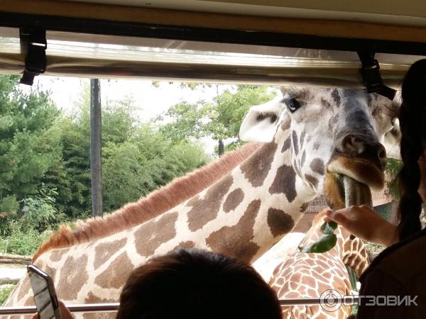 Зоопарк в парке развлечений Everland (Южная Корея, Сеул) фото