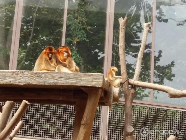 Зоопарк в парке развлечений Everland (Южная Корея, Сеул) фото