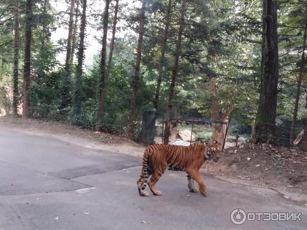 Зоопарк в парке развлечений Everland (Южная Корея, Сеул) фото