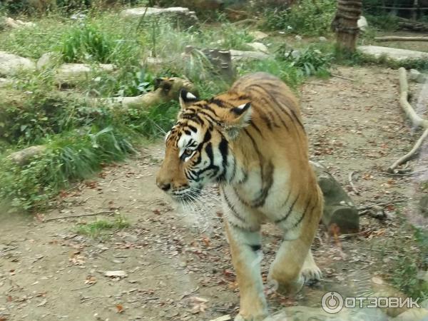 Зоопарк в парке развлечений Everland (Южная Корея, Сеул) фото