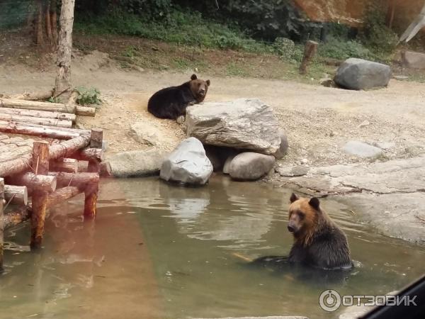 Зоопарк в парке развлечений Everland (Южная Корея, Сеул) фото