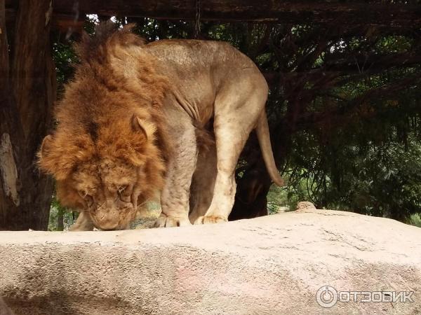 Зоопарк в парке развлечений Everland (Южная Корея, Сеул) фото