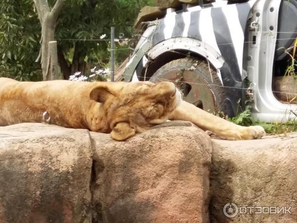 Зоопарк в парке развлечений Everland (Южная Корея, Сеул) фото