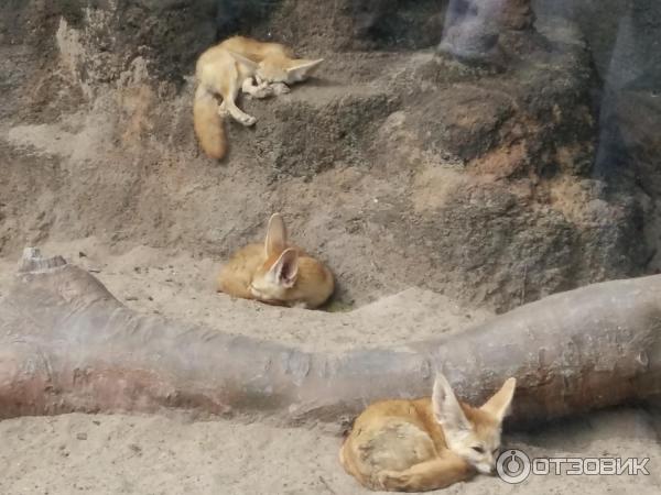 Зоопарк в парке развлечений Everland (Южная Корея, Сеул) фото