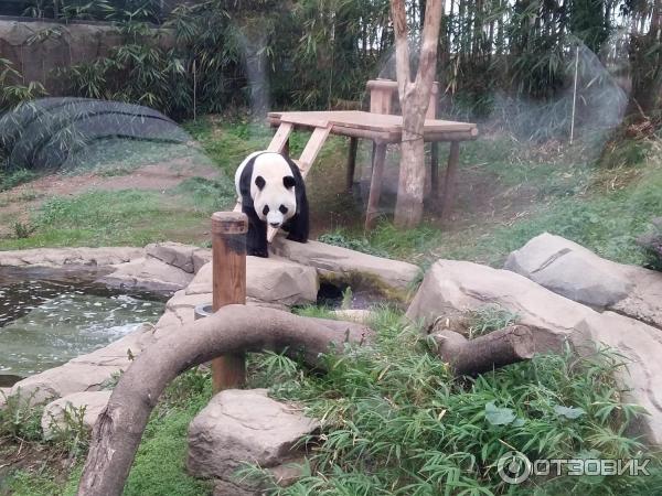 Зоопарк в парке развлечений Everland (Южная Корея, Сеул) фото