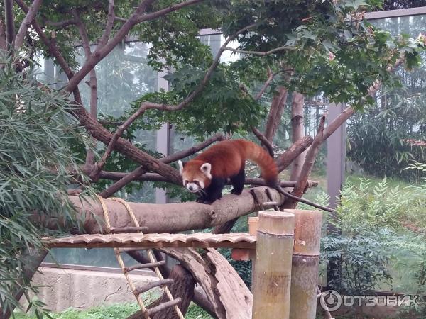 Зоопарк в парке развлечений Everland (Южная Корея, Сеул) фото