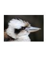 Kookaburra