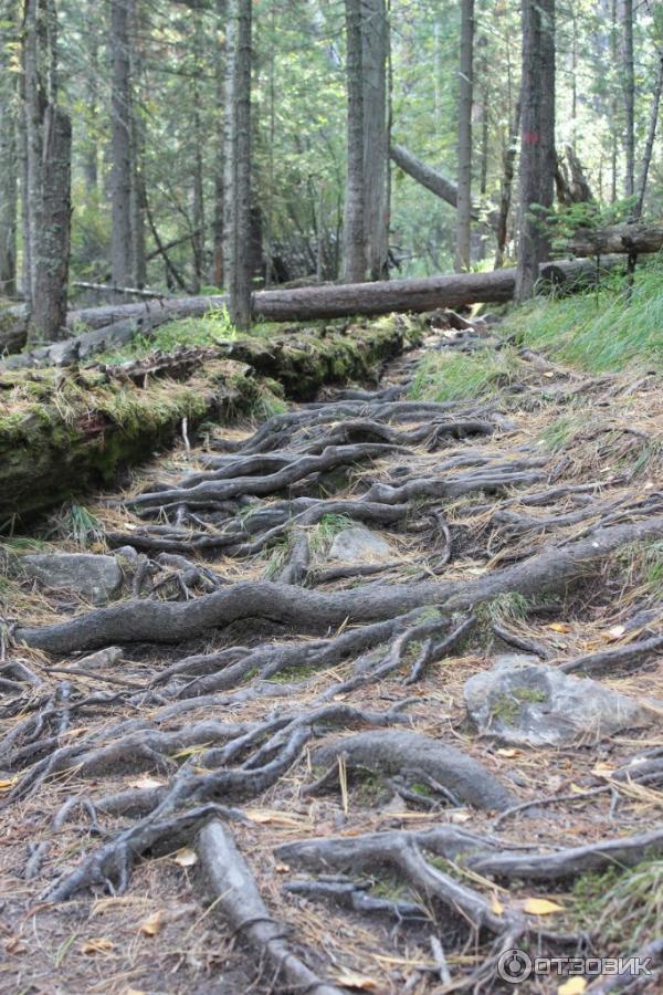 Национальный парк Шушенский бор (Россия, Красноярский край) фото