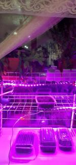 Светодиодная лампа Uniel LED для растений фото