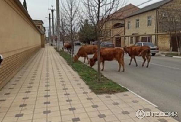 Город Дербент (Россия, Дагестан) фото