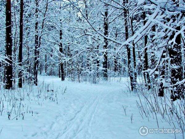 Томилинский лесопарк (Россия, Московская область) фото