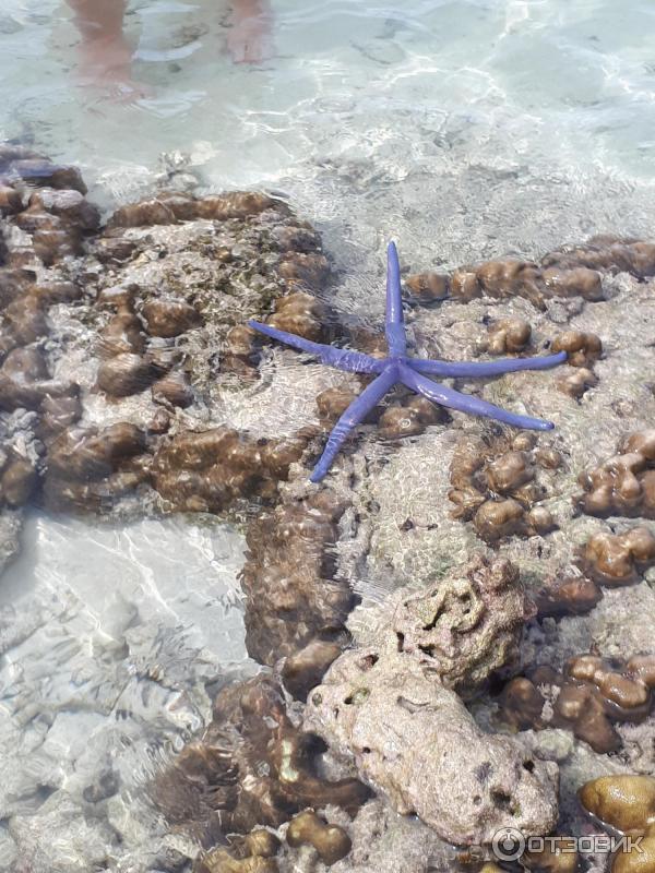 Экскурсия на острова Coral Island и Raya (Таиланд, Пхукет) фото