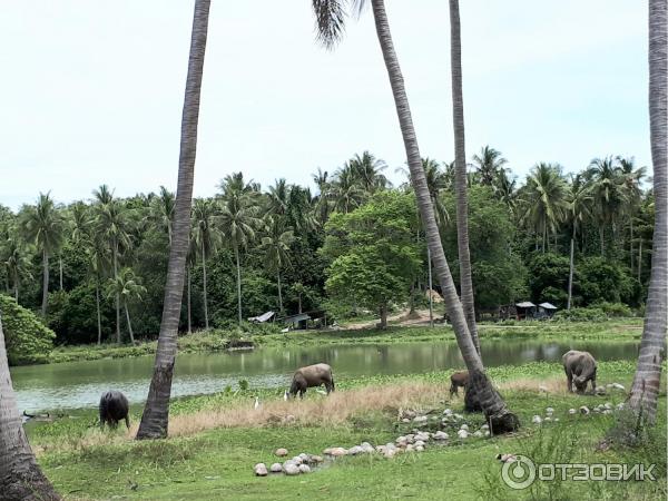 Экскурсия на острова Coral Island и Raya (Таиланд, Пхукет) фото