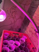 Светодиодная лампа Uniel LED для растений фото