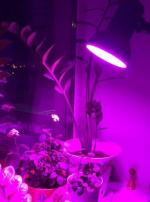 Светодиодная лампа Uniel LED для растений фото