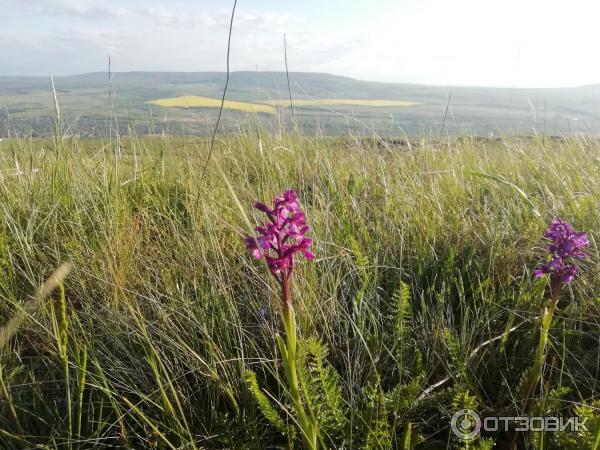 Гора Сейна (Россия, ст. Темнолесская, Ставропольский край)