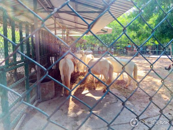 Экскурсия катание на слонах в Саду миллионолетних камней (Таиланд, Паттайя) фото