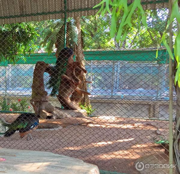 Экскурсия катание на слонах в Саду миллионолетних камней (Таиланд, Паттайя) фото