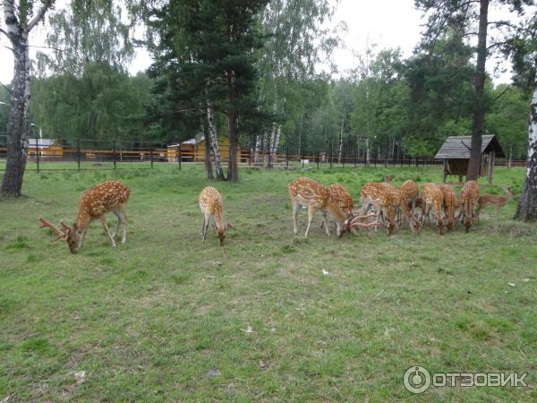 Лосиная биостанция (Россия, Мытищи) фото