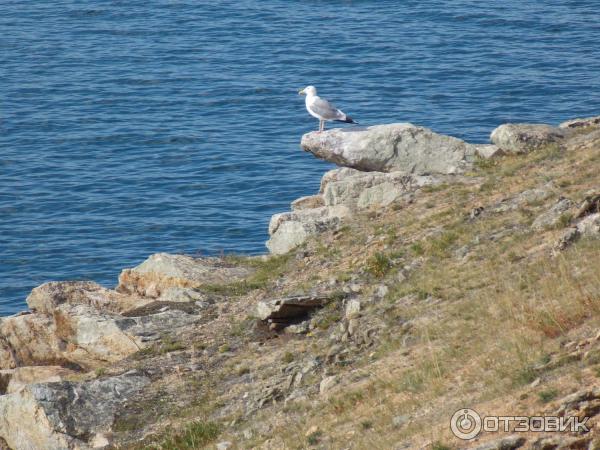 Отдых с палатками на озере Байкал (Россия, озеро Байкал) фото