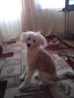 Голая Китайская хохлатая собака фото