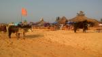 Отель Sea Breeze Resort Candolim (Индия, Гоа) фото