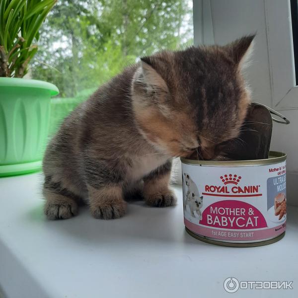 Мусс для котят Royal Canin Mother&Babycat фото