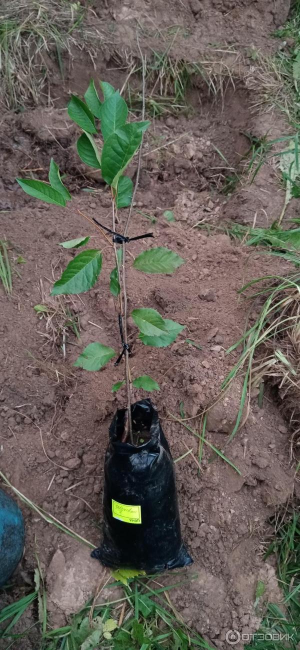 вишня Жуковская