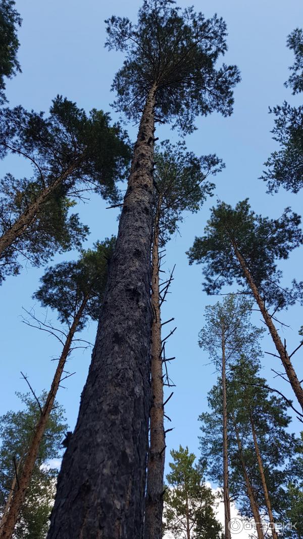 Развлекательный комплекс В некотором царстве (Россия, Рязань) фото