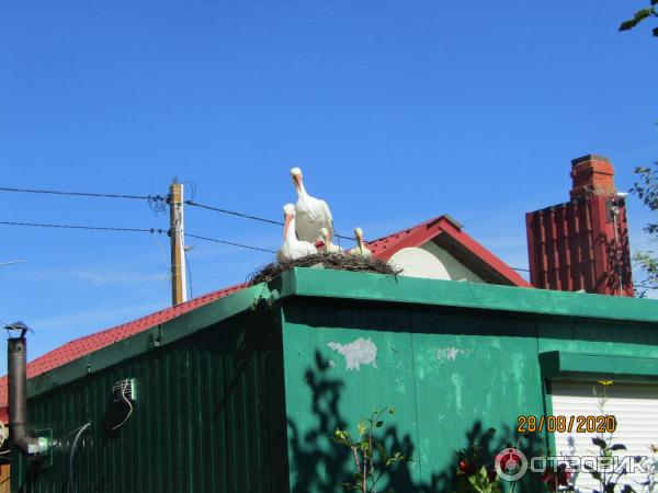 Экскурсия в пос. Морское (Россия, Куршская коса) фото