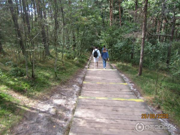 Куршская коса: дюна Эфа (Россия, Калининградская область) фото