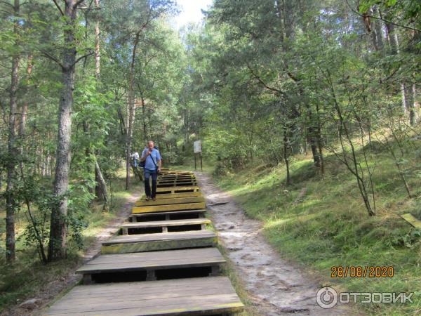 Куршская коса: дюна Эфа (Россия, Калининградская область) фото