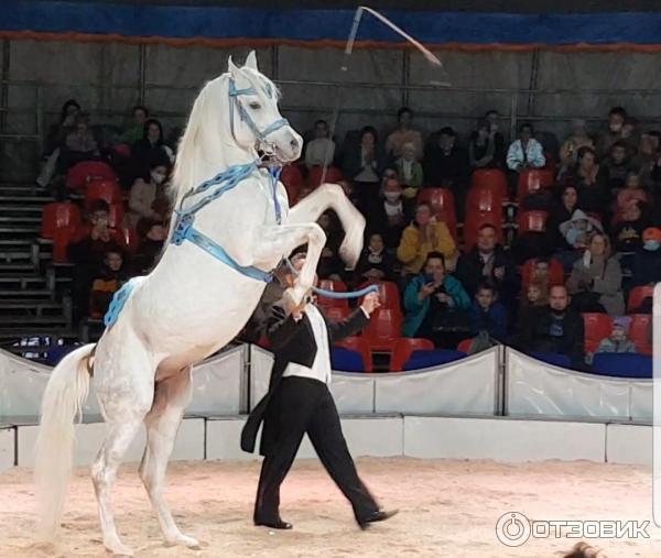 Цирк больших зверей братьев Гертнер (Россия) фото