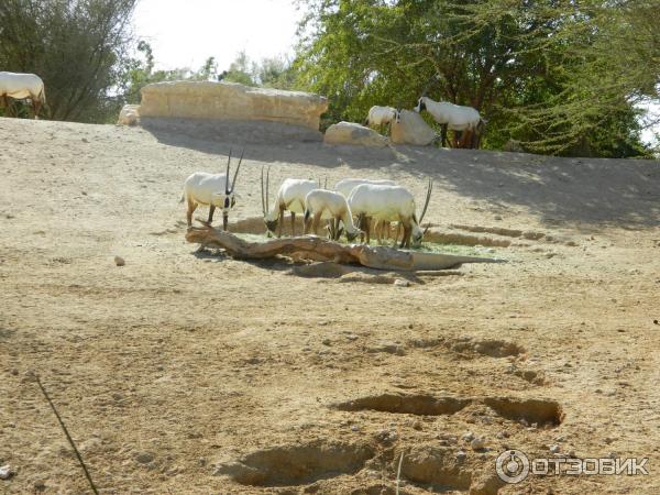 Зоопарк Аль-Айна (Al Ain Zoo) (ОАЭ, Аль-Айн) фото