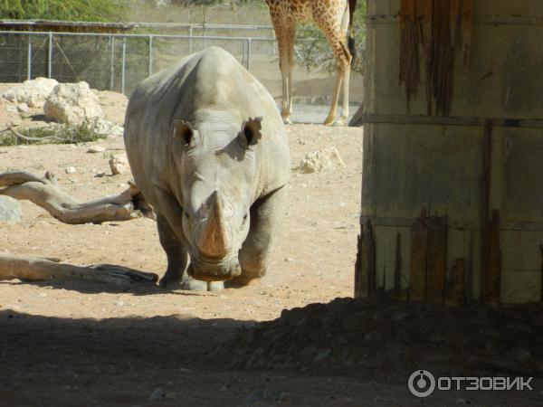 Зоопарк Аль-Айна (Al Ain Zoo) (ОАЭ, Аль-Айн) фото