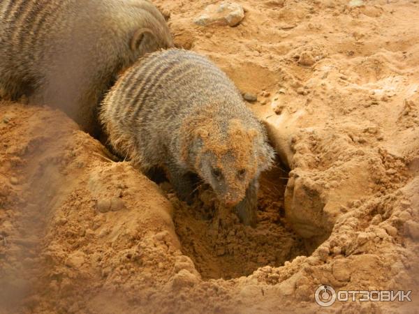 Зоопарк Аль-Айна (Al Ain Zoo) (ОАЭ, Аль-Айн) фото