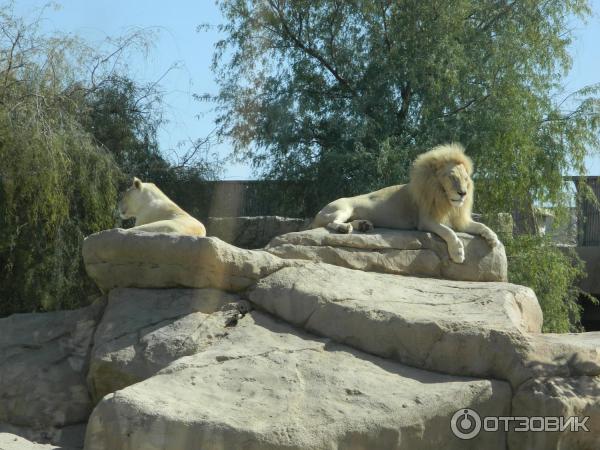 Зоопарк Аль-Айна (Al Ain Zoo) (ОАЭ, Аль-Айн) фото