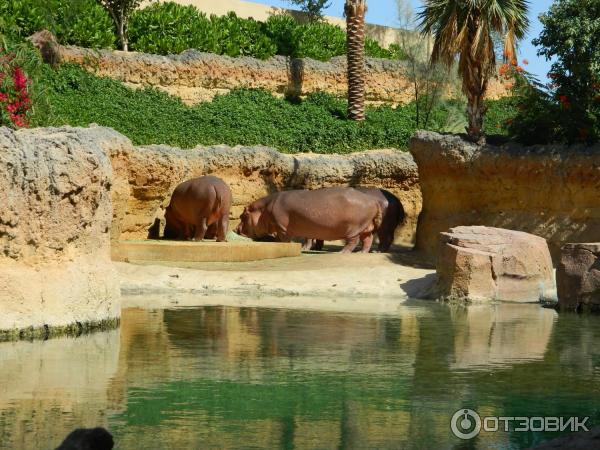 Зоопарк Аль-Айна (Al Ain Zoo) (ОАЭ, Аль-Айн) фото