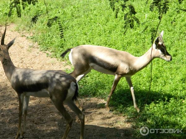 Зоопарк Аль-Айна (Al Ain Zoo) (ОАЭ, Аль-Айн) фото