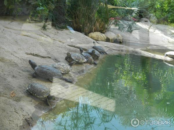 Зоопарк Аль-Айна (Al Ain Zoo) (ОАЭ, Аль-Айн) фото