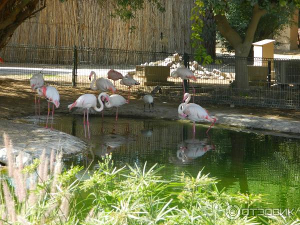 Зоопарк Аль-Айна (Al Ain Zoo) (ОАЭ, Аль-Айн) фото