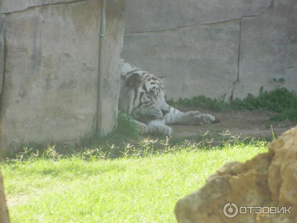 Зоопарк Аль-Айна (Al Ain Zoo) (ОАЭ, Аль-Айн) фото