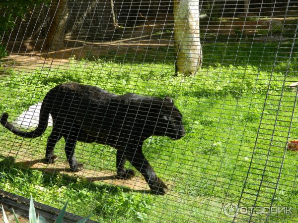 Зоопарк Аль-Айна (Al Ain Zoo) (ОАЭ, Аль-Айн) фото