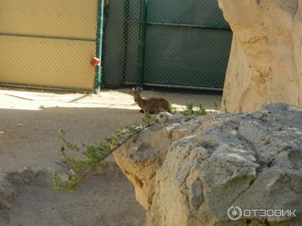 Зоопарк Аль-Айна (Al Ain Zoo) (ОАЭ, Аль-Айн) фото