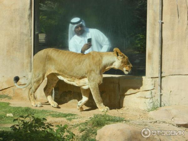 Зоопарк Аль-Айна (Al Ain Zoo) (ОАЭ, Аль-Айн) фото